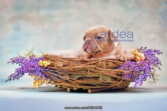 : French Bulldog dog puppy in animal nest decorated : French Bulldog dog puppy in animal nest decorated