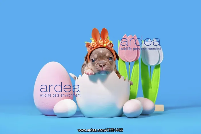 : French Bulldog dog puppy with Easter bunny ears : French Bulldog dog puppy with Easter bunny ears