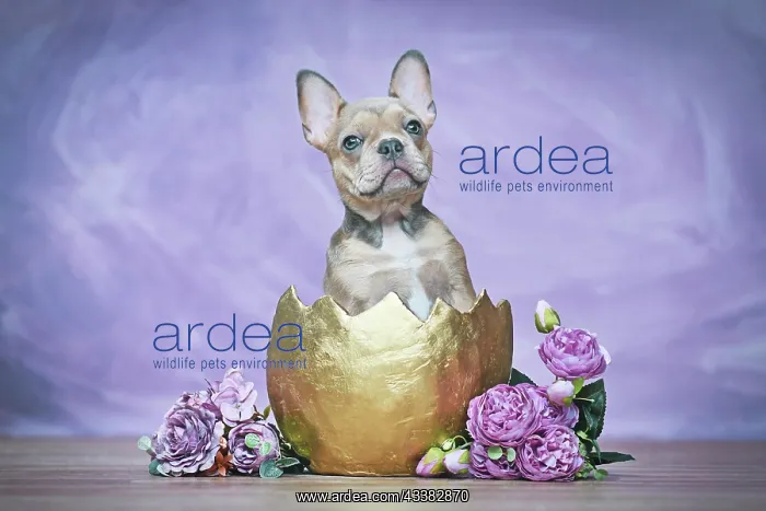 : French Bulldog dog puppy hatching out of golden : French Bulldog dog puppy hatching out of golden