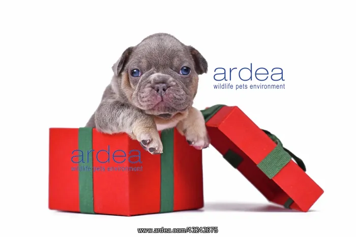 : French Bulldog dog puppy peaking out of red Christmas : French Bulldog dog puppy peaking out of red Christmas