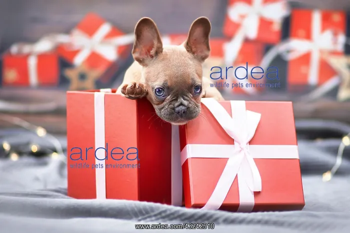 : French Bulldog dog puppy peeking out of red Christmas : French Bulldog dog puppy peeking out of red Christmas