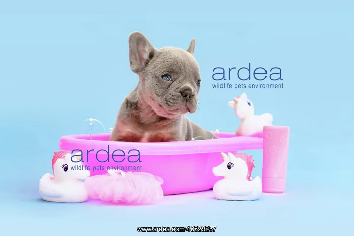 : French Bulldog dog puppy in pink bathtub with ru : French Bulldog dog puppy in pink bathtub with ru