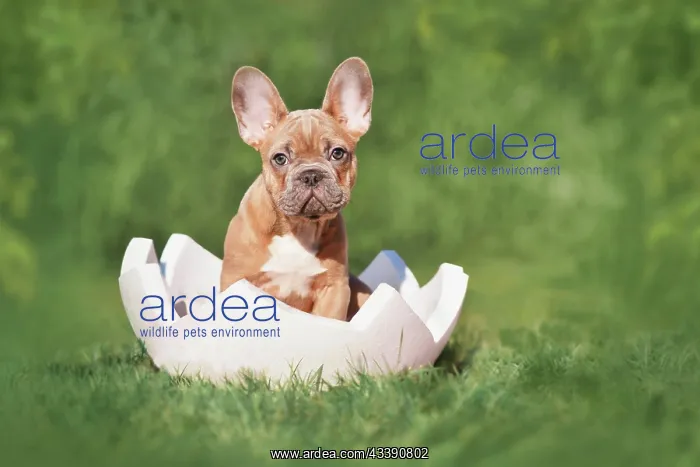  : French Bulldog dog puppy sitting in egg shell on