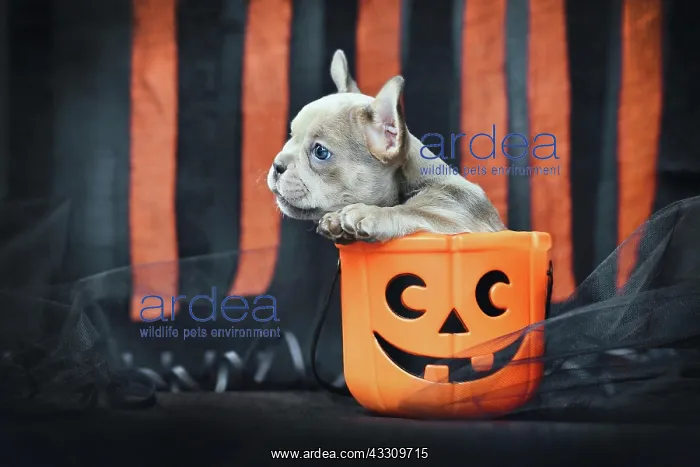  : French Bulldog dog puppy sitting in spooky Halloween