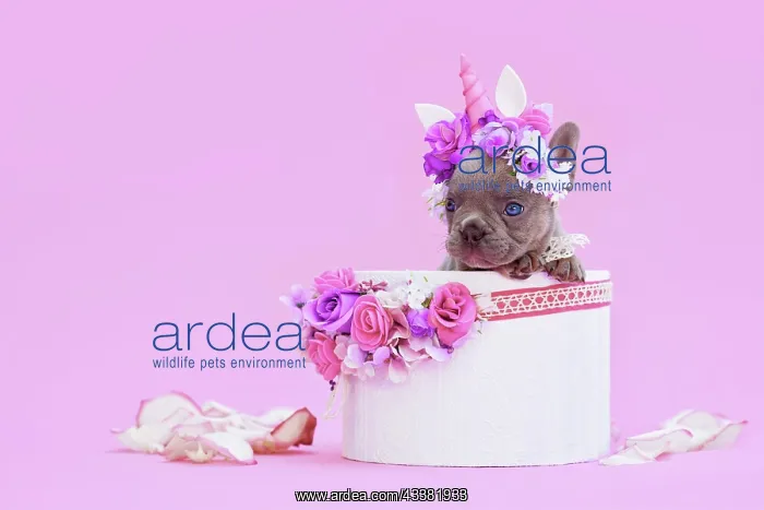 : French Bulldog dog puppy with unicorn headband with : French Bulldog dog puppy with unicorn headband with