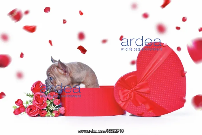 : French Bulldog dog puppy in Valentine's Day gift : French Bulldog dog puppy in Valentine's Day gift