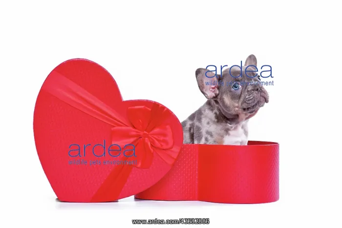 : French Bulldog dog puppy in Valentine's Day gift : French Bulldog dog puppy in Valentine's Day gift