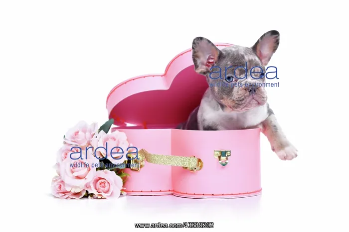 : French Bulldog dog puppy in Valentines Day trunk : French Bulldog dog puppy in Valentines Day trunk