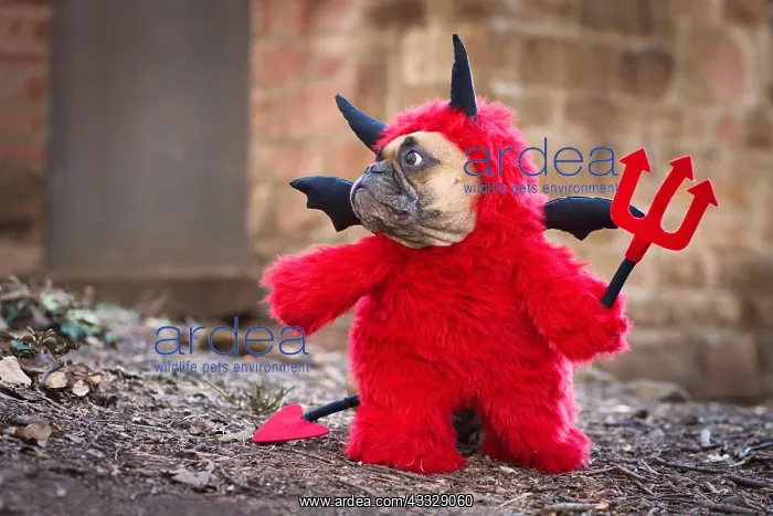 : French Bulldog dog with red devil costume wearin : French Bulldog dog with red devil costume wearin