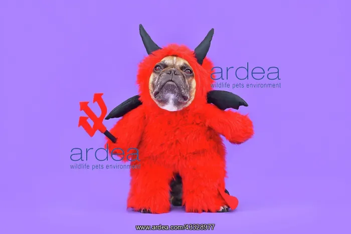 : French Bulldog dog with red devil Halloween cost : French Bulldog dog with red devil Halloween cost