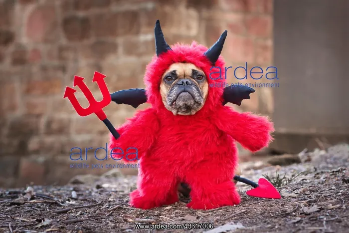 : French Bulldog dog with red Halloween devil costume : French Bulldog dog with red Halloween devil costume