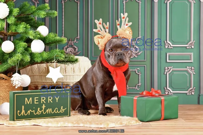 : French Bulldog dog with reindeer costume antlers : French Bulldog dog with reindeer costume antlers