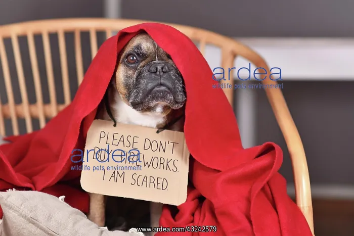 : French Bulldog dog with sign Please don't buy fireworks : French Bulldog dog with sign Please don't buy fireworks