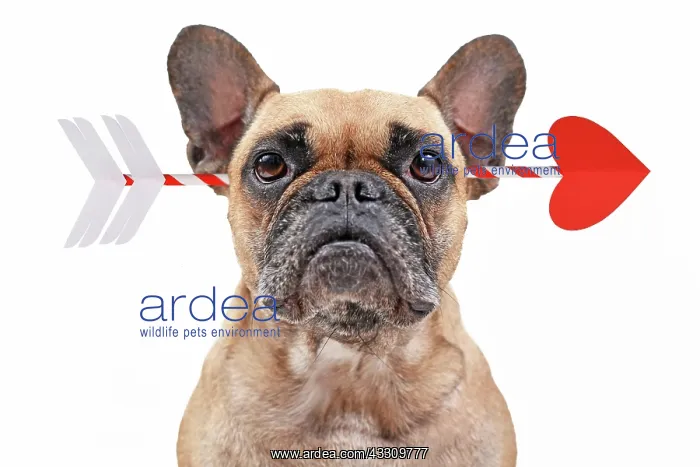 : French Bulldog dog struck by cupid Valentine love : French Bulldog dog struck by cupid Valentine love
