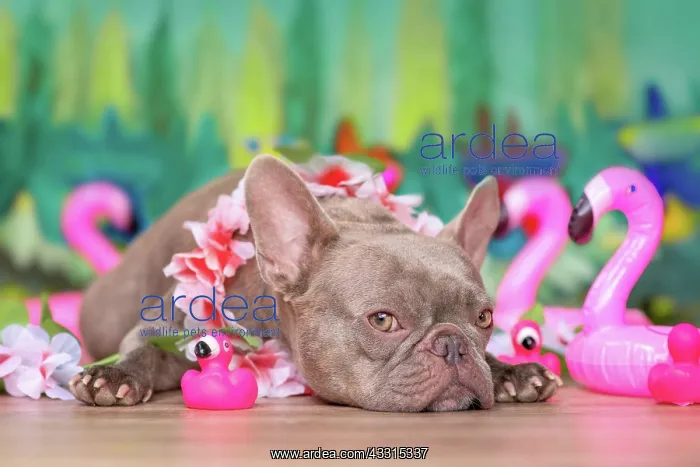: French Bulldog dog with tropical flower garlands : French Bulldog dog with tropical flower garlands