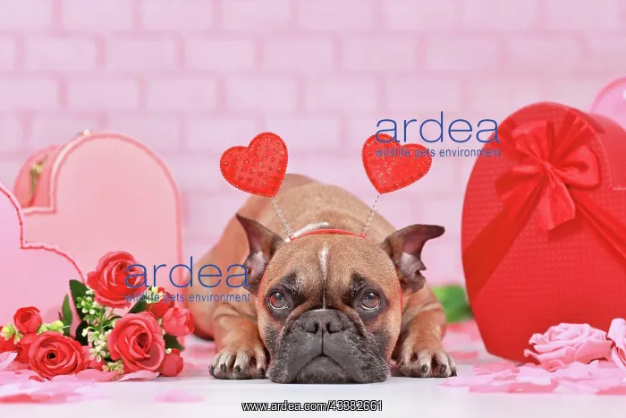 : French Bulldog dog with Valentine's day headband : French Bulldog dog with Valentine's day headband