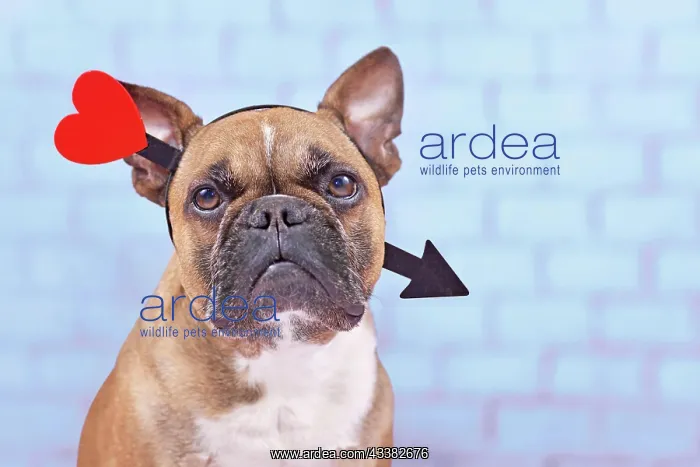 : French Bulldog dog with Valentine's day love arrow : French Bulldog dog with Valentine's day love arrow