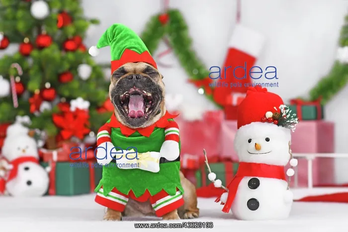 : French Bulldog dog wearing Christmas elf costume : French Bulldog dog wearing Christmas elf costume