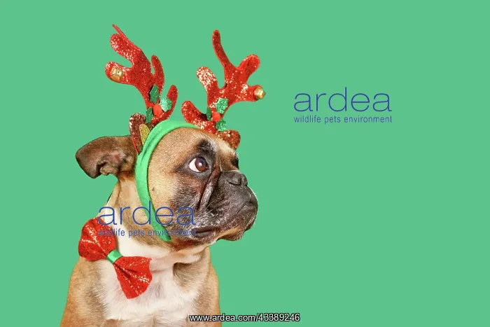 : French Bulldog dog wearing Christmas reindeer antler : French Bulldog dog wearing Christmas reindeer antler