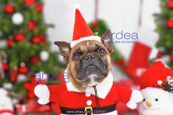 : French Bulldog dog wearing Christmas Santa costu : French Bulldog dog wearing Christmas Santa costu