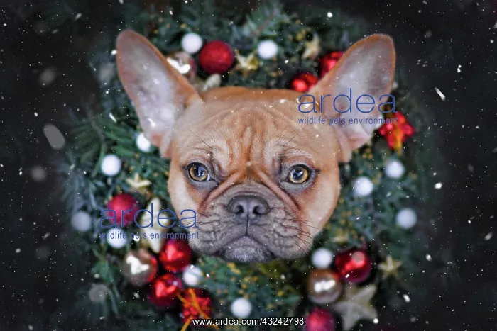 : French Bulldog dog wearing Christmas wreath with : French Bulldog dog wearing Christmas wreath with