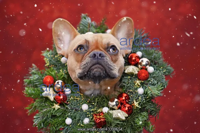 : French Bulldog dog wearing Christmas wreath with : French Bulldog dog wearing Christmas wreath with
