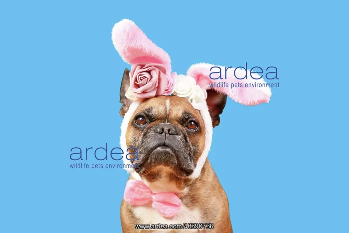: French Bulldog dog wearing Easter bunny costume : French Bulldog dog wearing Easter bunny costume
