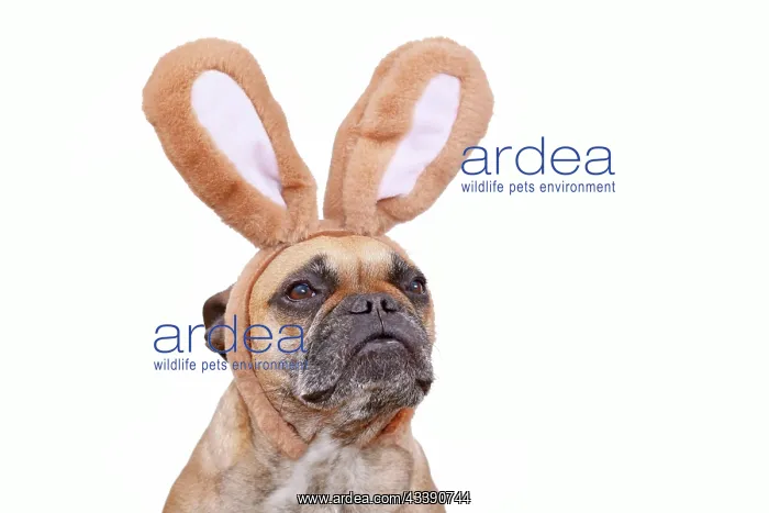: French Bulldog dog wearing Easter bunny costume : French Bulldog dog wearing Easter bunny costume