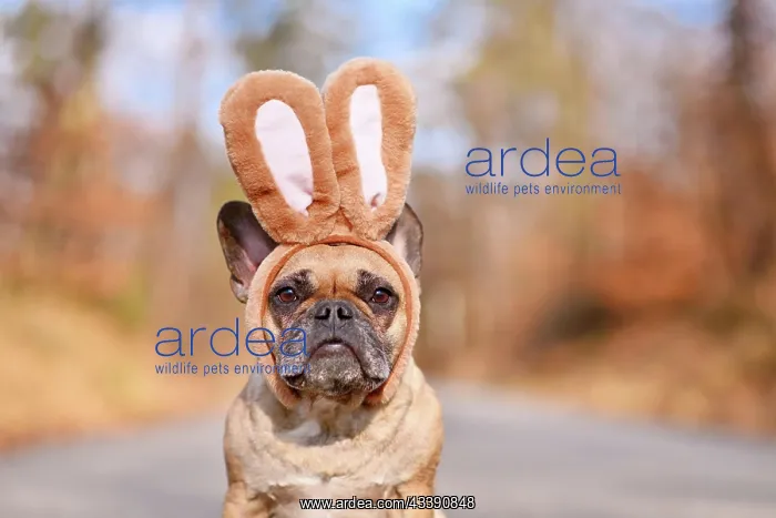 : French Bulldog dog wearing Easter bunny costume : French Bulldog dog wearing Easter bunny costume