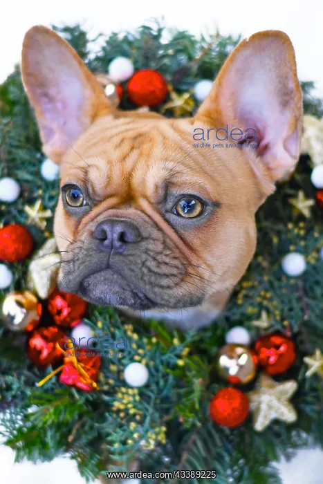 : French Bulldog dog wearing festive Christmas wreath : French Bulldog dog wearing festive Christmas wreath