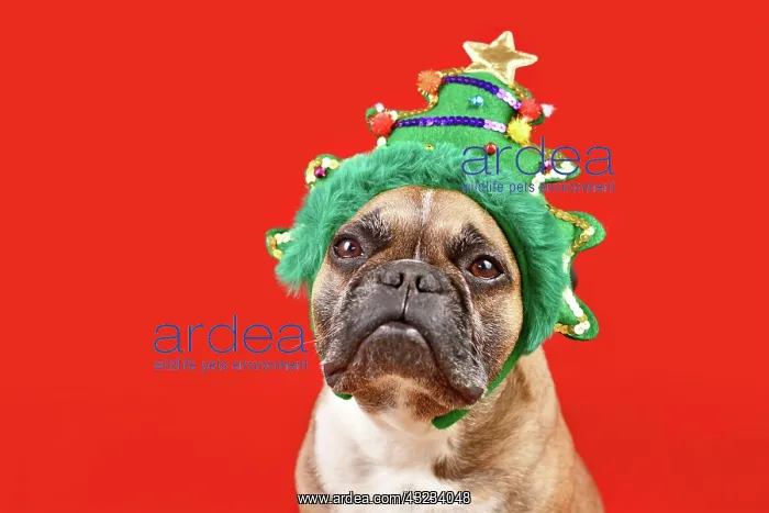 : French Bulldog dog wearing funny Christmas tree : French Bulldog dog wearing funny Christmas tree