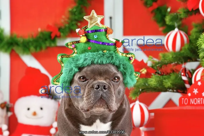 : French Bulldog dog wearing funny Christmas tree : French Bulldog dog wearing funny Christmas tree