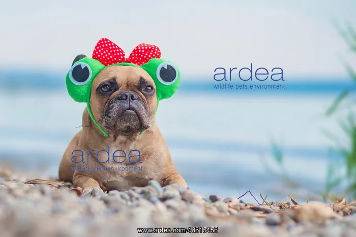 : French Bulldog dog wearing funny frog costume headband : French Bulldog dog wearing funny frog costume headband