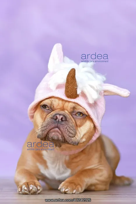 : French Bulldog dog with wearing a funny knitted : French Bulldog dog with wearing a funny knitted