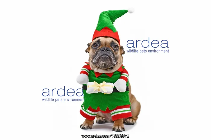 : French Bulldog dog wearing funny traditional cute : French Bulldog dog wearing funny traditional cute