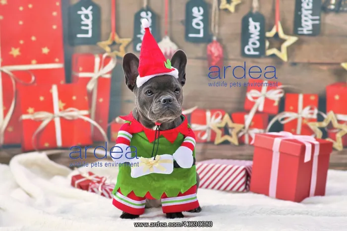 : French Bulldog dog wearing funny traditional cute : French Bulldog dog wearing funny traditional cute