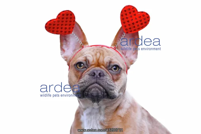 : French Bulldog dog wearing funny Valentine headband : French Bulldog dog wearing funny Valentine headband