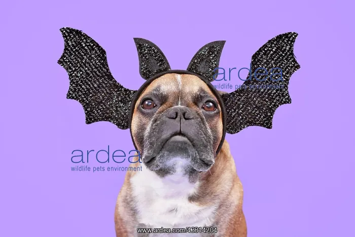 : French Bulldog dog wearing Halloween bat headban : French Bulldog dog wearing Halloween bat headban
