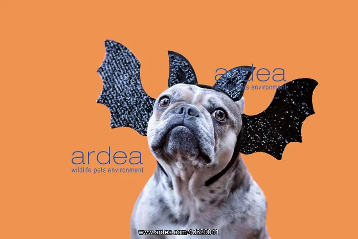 : French Bulldog dog wearing Halloween bat headban : French Bulldog dog wearing Halloween bat headban