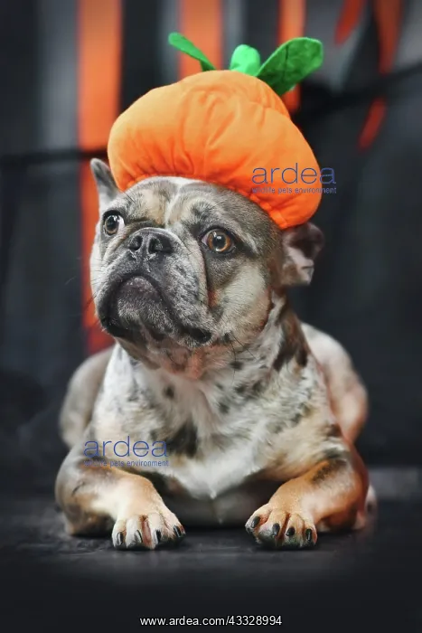: French Bulldog dog wearing Halloween pumpkin cos : French Bulldog dog wearing Halloween pumpkin cos