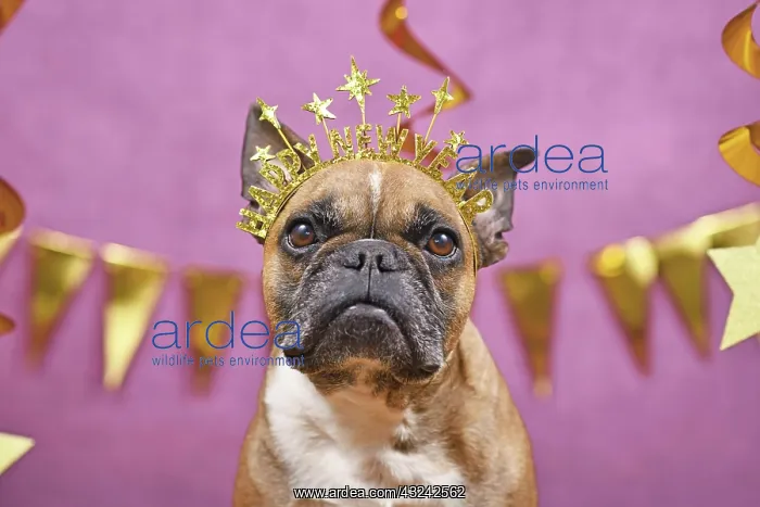 : French Bulldog dog wearing New Year's Eve part headband : French Bulldog dog wearing New Year's Eve part headband