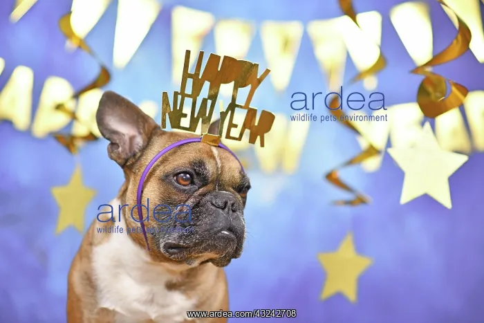 : French Bulldog dog wearing New Year's Eve part headband : French Bulldog dog wearing New Year's Eve part headband