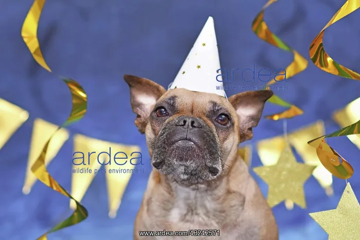 : French Bulldog dog wearing New Year's Eve party : French Bulldog dog wearing New Year's Eve party