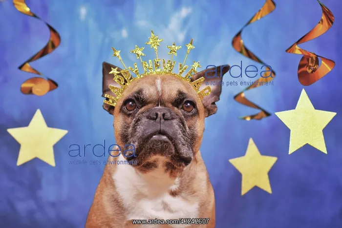 : French Bulldog dog wearing New Year's Eve party : French Bulldog dog wearing New Year's Eve party