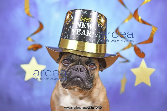 : French Bulldog dog wearing New Year's Eve party : French Bulldog dog wearing New Year's Eve party