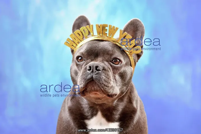 : French Bulldog dog wearing New Year's Eve party : French Bulldog dog wearing New Year's Eve party