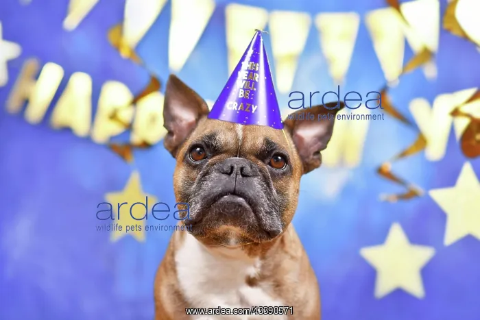 : French Bulldog dog wearing New Year's Eve party : French Bulldog dog wearing New Year's Eve party