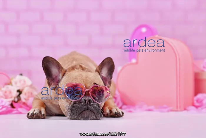 : French Bulldog dog wearing pink heart shaped Valentine's : French Bulldog dog wearing pink heart shaped Valentine's