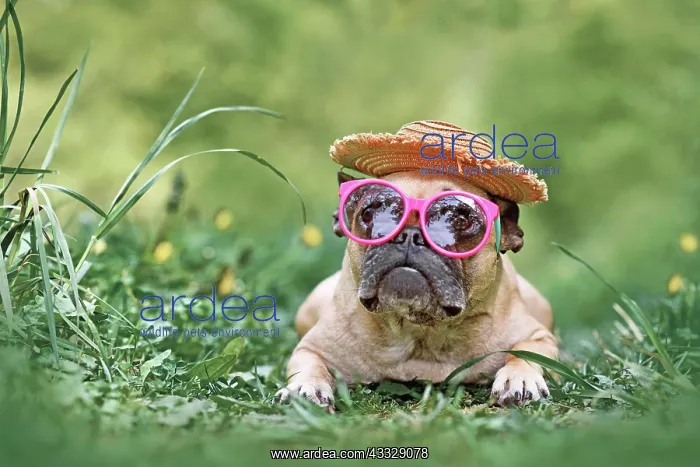 : French Bulldog dog wearing pink sunglasses and M : French Bulldog dog wearing pink sunglasses and M