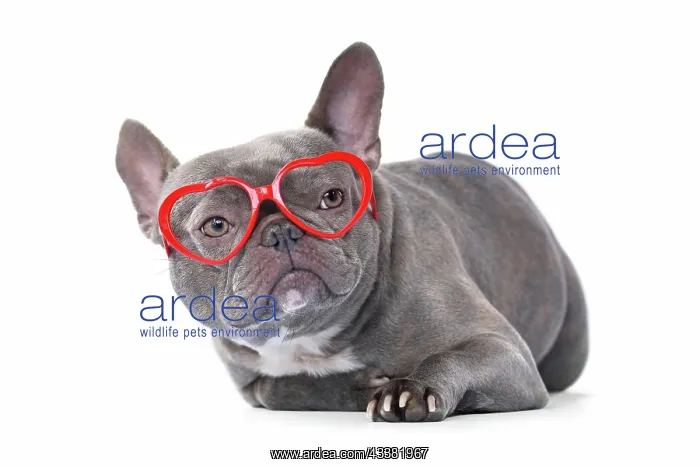: French Bulldog dog wearing red heart shaped Valentine's : French Bulldog dog wearing red heart shaped Valentine's